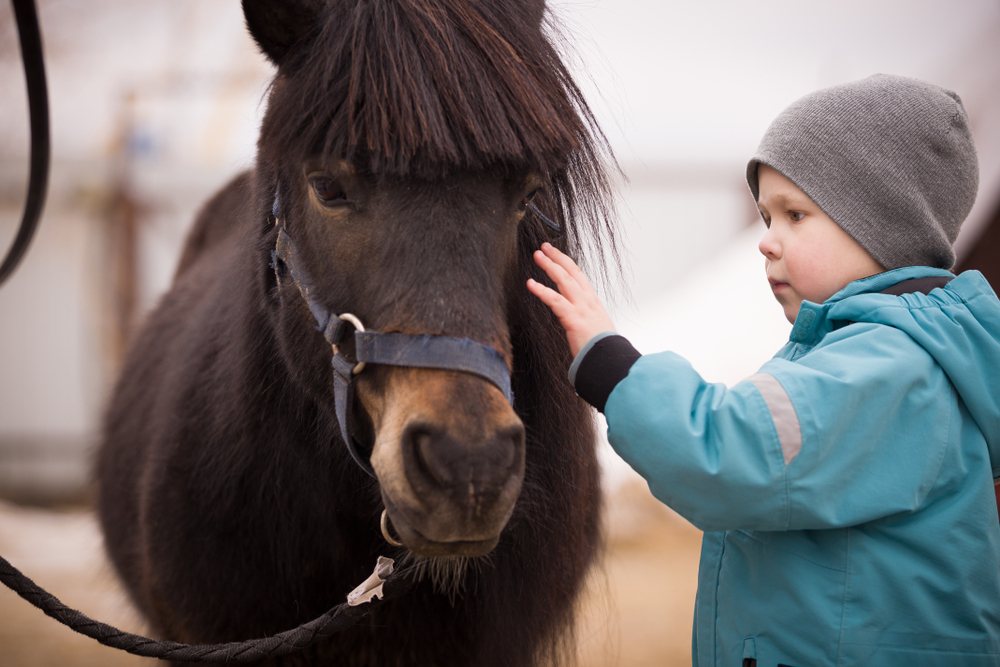 A child with a horse during a hippotherapy session